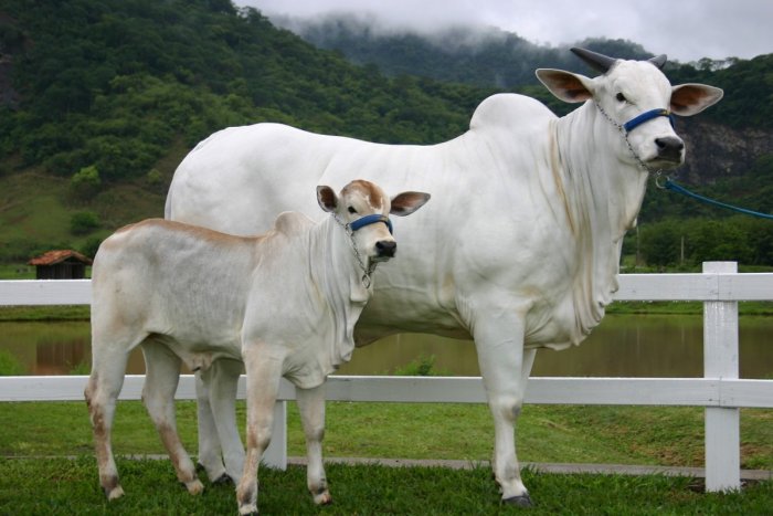 Ilustračný obrázok k článku KURIOZITA DŇA: Najdrahšia krava na svete má hodnotu takmer 4 MILIÓNY eur