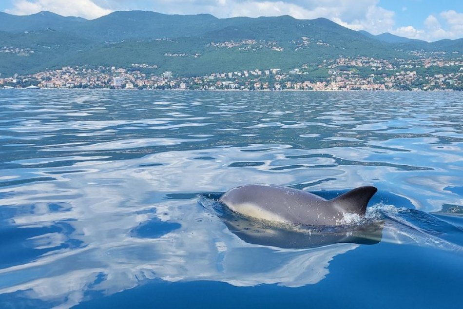 Ilustračný obrázok k článku POZOR na delfíny v Chorvátsku: Sú NEBEZPEČNE prítulné, nepribližujte sa k nim! FOTO