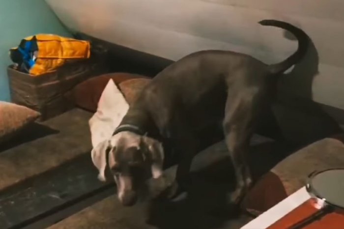 Ilustračný obrázok k článku Veľké RAZIE bystrických kriminalistov: DROGY objavili aj vďaka policajným psom, VIDEO