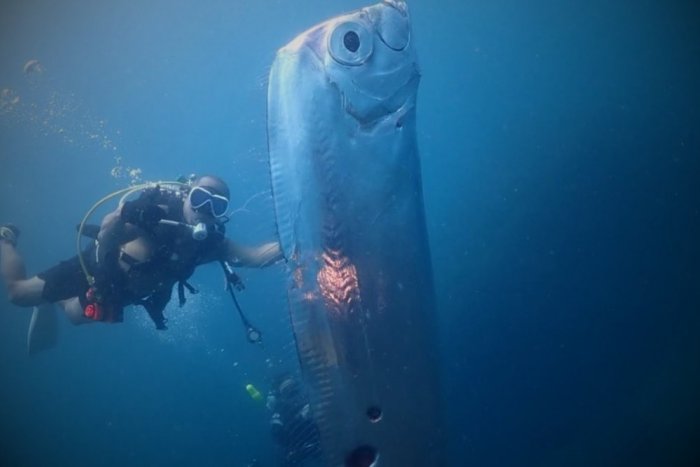 Ilustračný obrázok k článku VIDEO Potápači v ŠOKU: Narazili na tajomného tvora, ktorý má byť poslom ZEMETRASENÍ