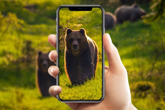 Ilustračný obrázok k článku Na Slovensku vzniká nová aplikácia: Ľudia v nej budú môcť NAHLASOVAŤ medvede