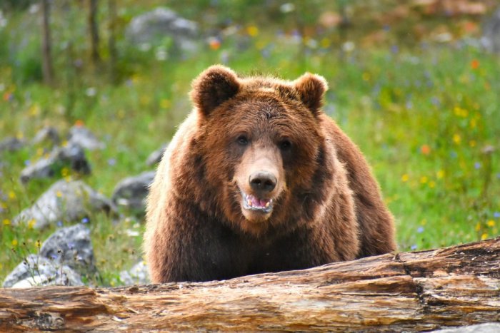 Ilustračný obrázok k článku Obec v Michalovskom okrese varovala pred medveďom. Obyvateľov prosila, aby nevychádzali z domu