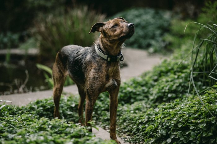 Ilustračný obrázok k článku Mestské lesy upozorňujú psičkárov: Pri prechádzke majte svojho psa na vôdzke!
