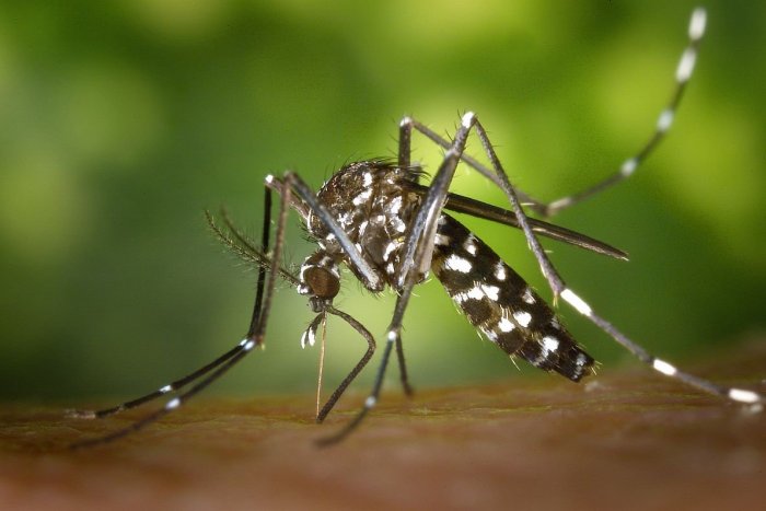 Ilustračný obrázok k článku NEPRÍJEMNÉ správy! Ázijský komár tigrovaný si vytvoril v Bratislave lokálnu populáciu