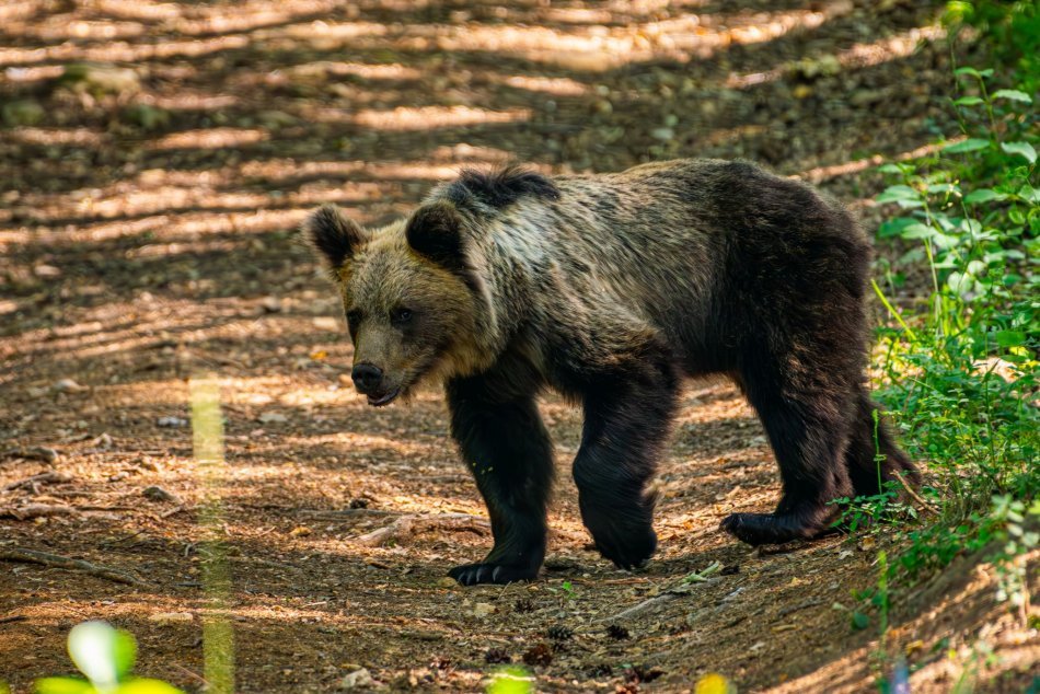 Ilustračný obrázok k článku V Tatrách našli spôsob, ako eliminovať strety medveďov s ľuďmi: TOTO je riešenie!