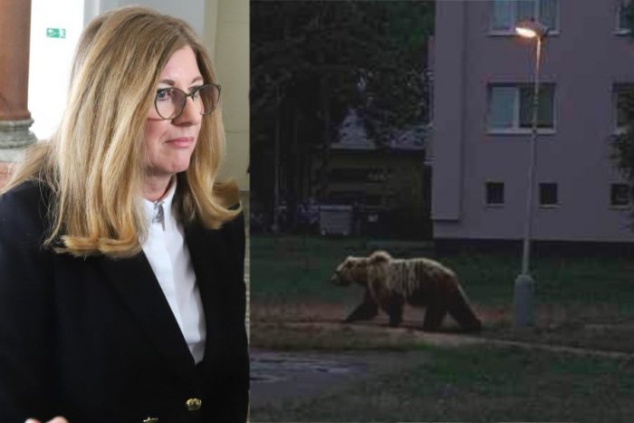 Ilustračný obrázok k článku Slovákov vystrašila FOTKA medveďa medzi bytovkami: NACHYTAŤ sa nechala aj exministerka