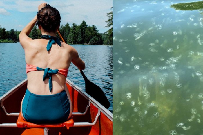 Ilustračný obrázok k článku Žena odfotila poriadnu VZÁCNOSŤ: V Dunaji plával húf medúz, FOTO