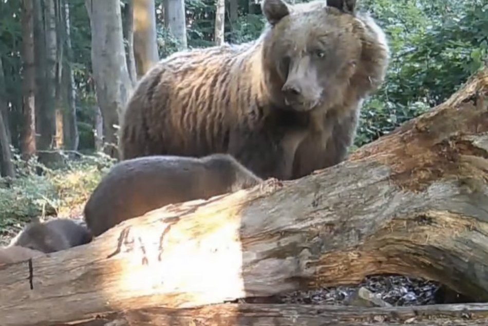 Ilustračný obrázok k článku Veľká RARITA na Kysuciach: Podarilo sa nasnímať medvedicu s unikátnym počtom mláďat! FOTO