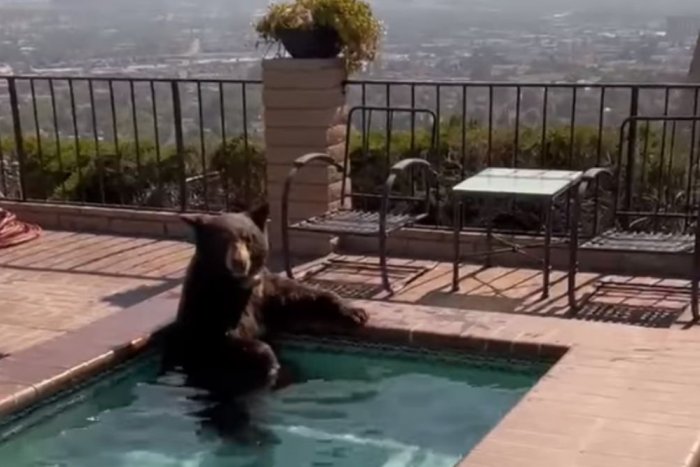 Ilustračný obrázok k článku Neuveriteľné ZÁBERY z policajného zásahu: Medveď si s pôžitkom užíval VÍRIVKU!