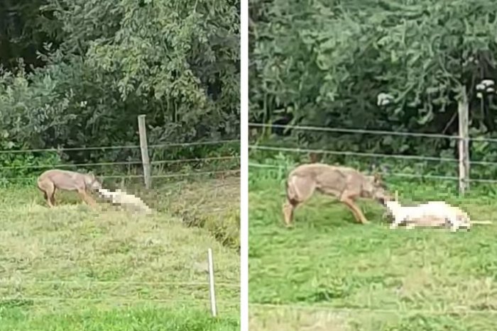 Ilustračný obrázok k článku Žena natočila útok VLKA! Hneď za domom jej roztrhal ovcu, VIDEO