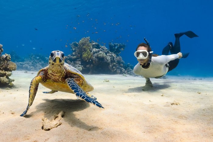 Ilustračný obrázok k článku Obrovský PROBLÉM v dovolenkovom raji: Z obľúbeného ostrova hlásia ÚTOKY korytnačiek