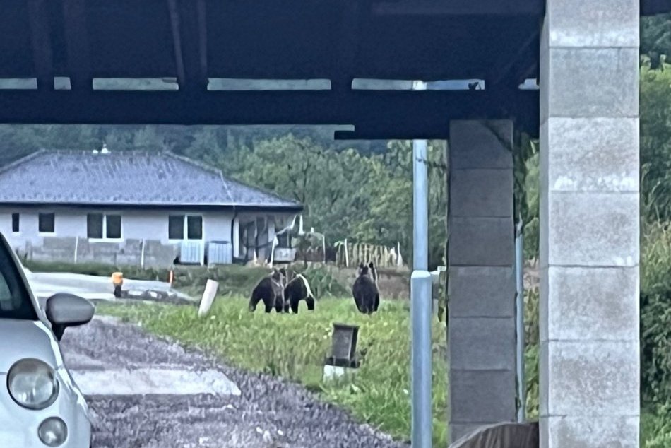 Ilustračný obrázok k článku TRI medvede medzi rodinnými domami: Ďalšia obec na Slovensku VARUJE pred šelmami! FOTO