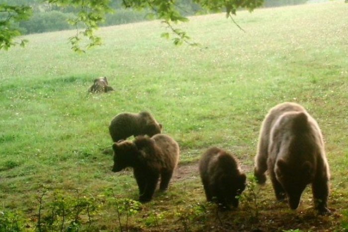 Ilustračný obrázok k článku V TEJTO obci vyčíňalo v noci až 5 medveďov! Polícia vyzýva ľudí: Buďte OSTRAŽITÍ!