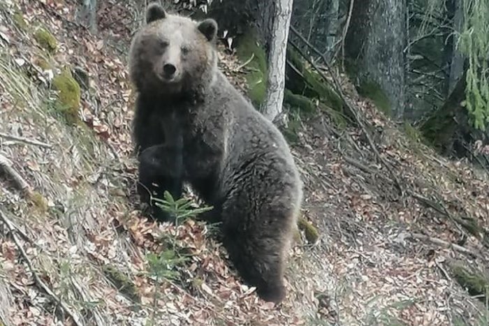 Ilustračný obrázok k článku V obci na okraji Tribeča spozorovali medveďa: Pohyboval sa blízko kaplnky