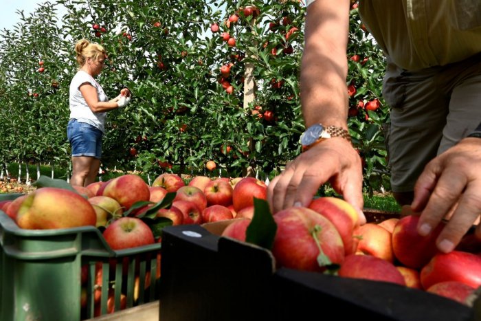 Ilustračný obrázok k článku Naši pestovatelia prežívajú KATASTROFICKÝ rok: Úrody jabĺk a marhúľ budú extrémne NÍZKE!