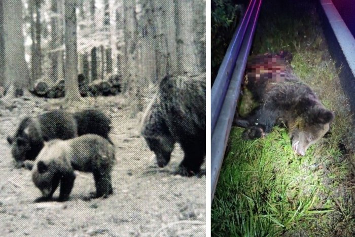 Ilustračný obrázok k článku Vyriešia sa PROBLÉMY s medveďmi na Podpoľaní? NOVÝ zásahový tím nelení ani v zime