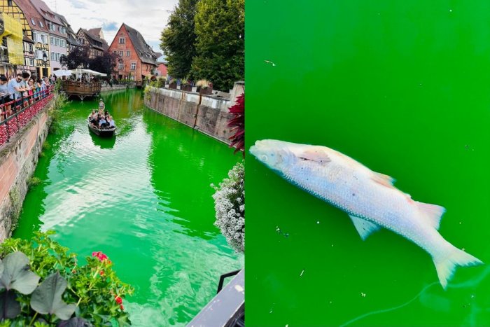 Ilustračný obrázok k článku Spôsobili KATASTROFU? Aktivisti do rieky vyliali farbu, podľa starostu ZABILI ryby