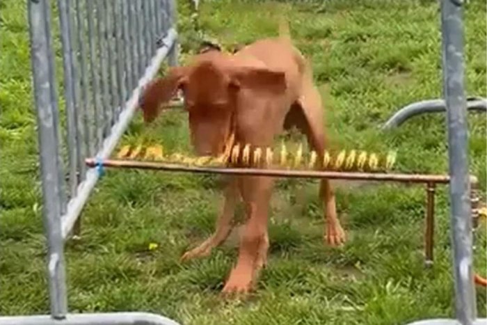 Ilustračný obrázok k článku Majiteľ psej školy zverejnil POBURUJÚCE video z výcviku: Havkáči museli skákať cez PLAMENE!