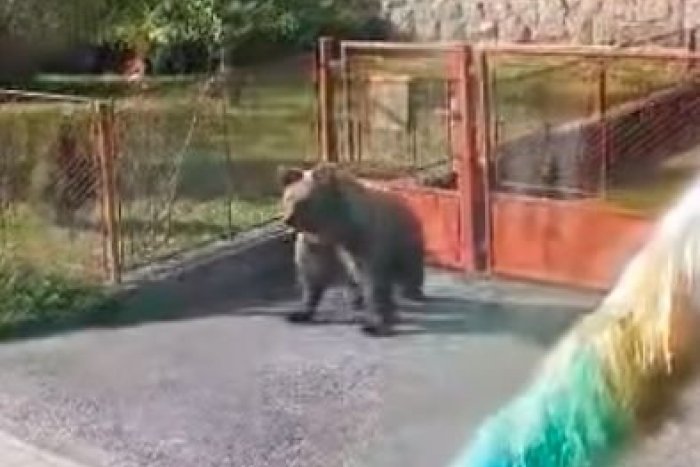 Ilustračný obrázok k článku Dedinčanov ŠOKOVAL medveď za bieleho dňa: Snažil sa ujsť cez bránu domu, VIDEO