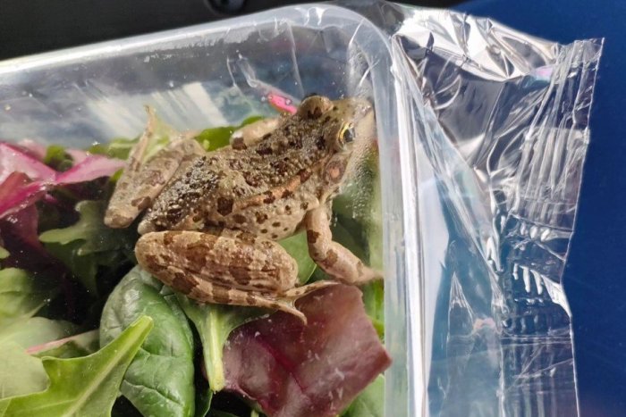 Ilustračný obrázok k článku Žena si v Lidli kúpila zabalený šalát, a keď ho išla jesť: VYSKOČILA na ňu živá žaba!