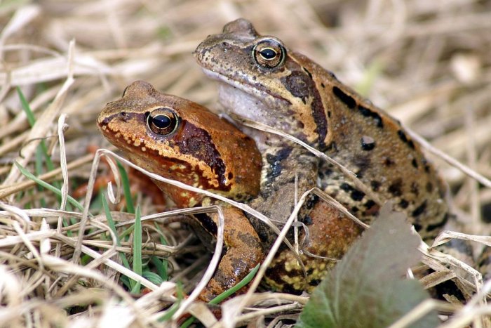 Ilustračný obrázok k článku Samice žiab vedia, ako odmietnuť nápadníka: Keď sa nechcú páriť, predstierajú SMRŤ
