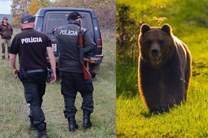 Ilustračný obrázok k článku Na Slovensku opäť ÚTOČIL medveď! V ovocnom sade napadol a ZRANIL muža