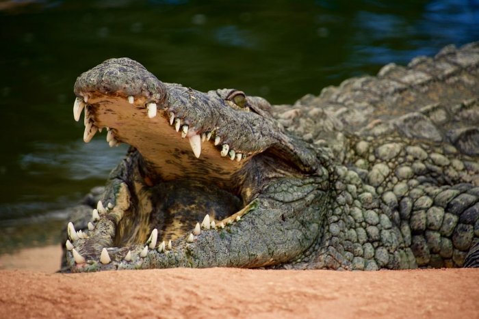 Ilustračný obrázok k článku KURIOZITA DŇA: Muž sa zázračne ubránil útoku krokodíla, UHRYZOL ho do oka
