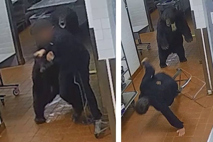 Ilustračný obrázok k článku Na pracovníka hotelovej ochranky zaútočil MEDVEĎ: Všetko zachytilo VIDEO