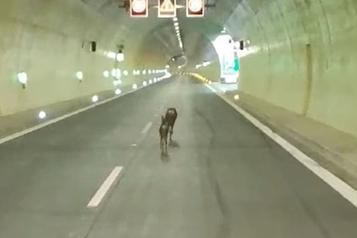 Ilustračný obrázok k článku Rarita, aká tu ešte NEBOLA: Po tuneli Bikoš pobehovali zmätené srnky! VIDEO