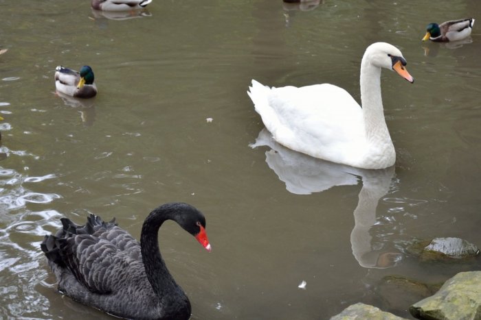 Ilustračný obrázok k článku Prekvapenie na Levických rybníkoch: Ochranári tam našli ČIERNU labuť