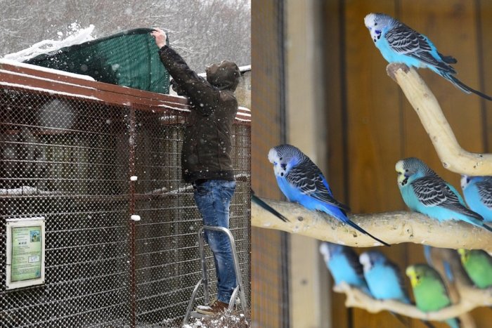 Ilustračný obrázok k článku Košická zoo musí šetriť: Zrušila vianočné akcie a predáva niektoré zvieratá!