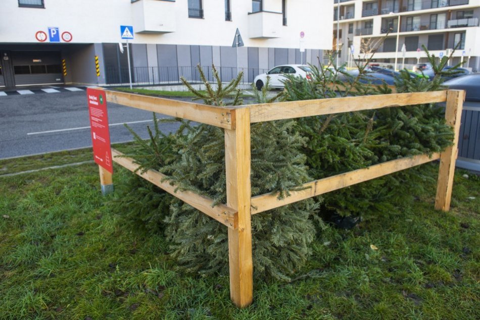 Ilustračný obrázok k článku V Prešove začne BEZPLATNÝ zber vianočných stromčekov: Je potrebné ich dôkladne odzdobiť