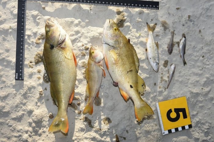 Ilustračný obrázok k článku TISÍCE uhynutých rýb a obrovské SKODY: V prípade znečistenia Malého Dunaja obvinili dvoch ľudí