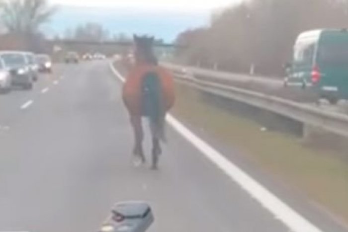 Ilustračný obrázok k článku KURIOZITA zachytená na VIDEU: Vystresovaný kôň bežal priamo po diaľnici