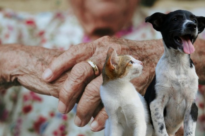 Ilustračný obrázok k článku KURIOZITA DŇA: Žena odkáže celé 2,6 miliónové dedičstvo svojim mačkám a psom! Prečo nie deťom?
