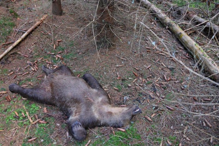 Ilustračný obrázok k článku FOTO Otrasný nález v Tatrách: Mladý medvedí samec bol ZASTRELENÝ pytliakom!