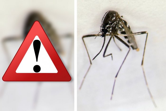 Ilustračný obrázok k článku MIMORIADNE: Extrémne NEBEZPEČNÉHO ázijského komára zaznamenali už aj na Slovensku!