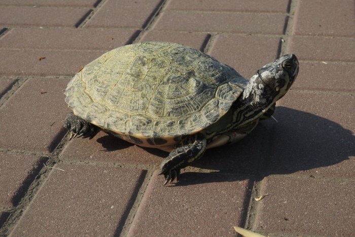 Ilustračný obrázok k článku Smutný príbeh z Košíc: Ukradli korytnačku, ktorá bola súčasťou rodiny neuveriteľných 45 rokov