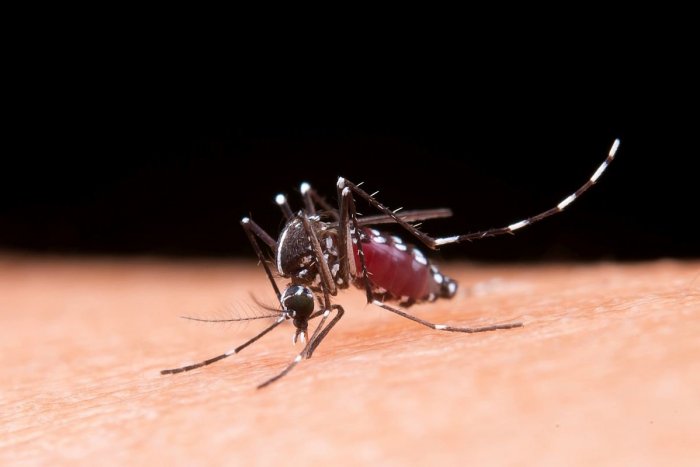 Ilustračný obrázok k článku Slovákov ohrozuje NEBEZPEČNÝ komár tigrovaný: Ministerstvo prezradilo, AKO s ním chce bojovať