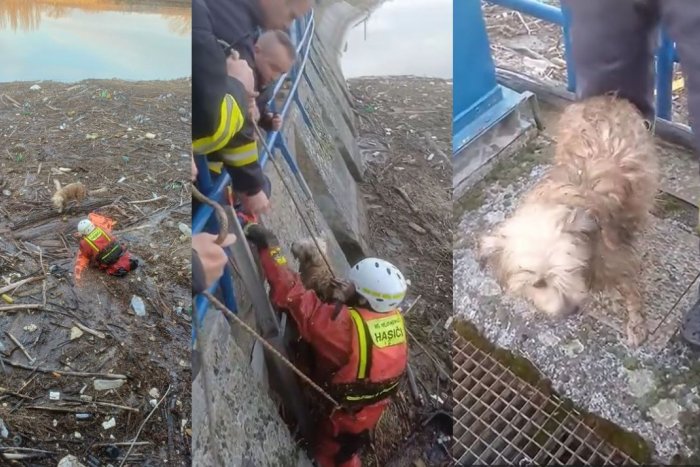 Ilustračný obrázok k článku Záchrana vo vodnej elektrárni: Obetavý hasič vytiahol psa uviaznutého v odpadkoch, VIDEO