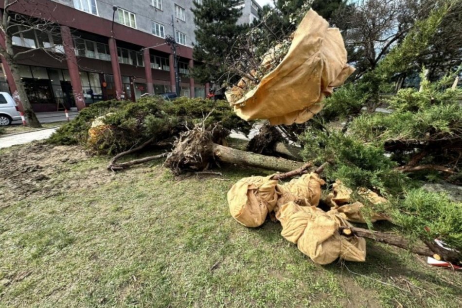 Ilustračný obrázok k článku Kauza odstránených stromov má pokračovanie: Staré Mesto podalo TRESTNÉ oznámenie
