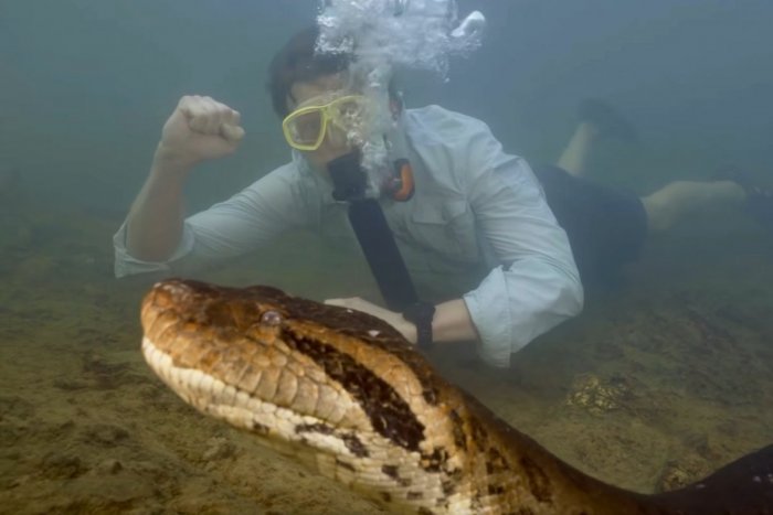 Ilustračný obrázok k článku Vedci objavili nový druh anakondy: Je NAJVÄČŠÍM hadom na svete! VIDEO