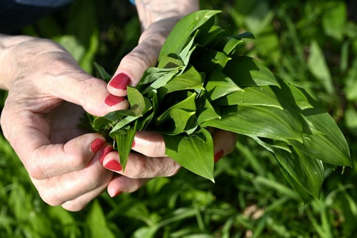 Ilustračný obrázok k článku Bacha na to, kde zbierate medvedí cesnak! Hrozí vám POKUTA až do 3 300 EUR!