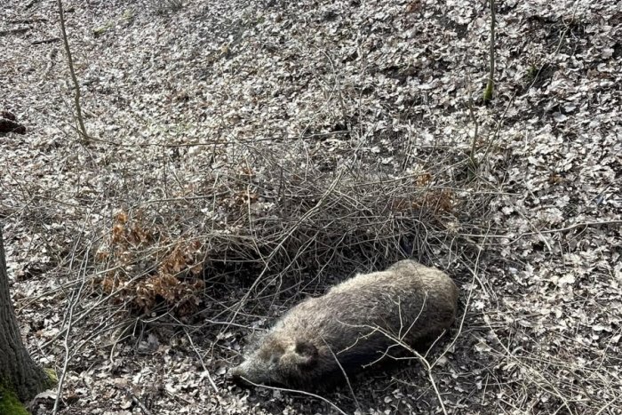 Ilustračný obrázok k článku Smutný nález v lesoch pri Topoľčiankach: Turisti narazili na DESAŤ mŕtvych diviakov
