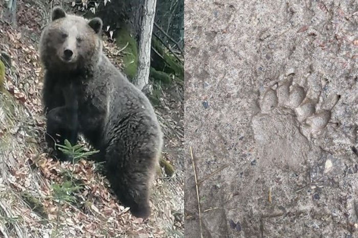 Ilustračný obrázok k článku Aktuálne obavy pod Tatrami: Medveďa už videli aj pri jednom z penziónov!