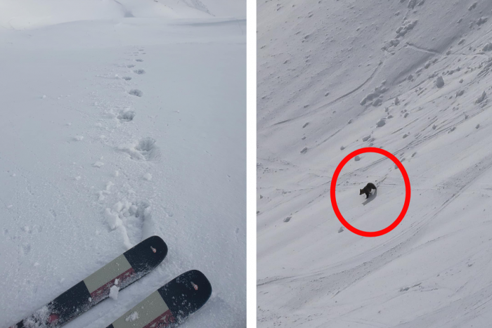 Ilustračný obrázok k článku Slovenských skialpinistov čakalo PREKVAPENIE: Lyžovačku im spestril medveď! VIDEO
