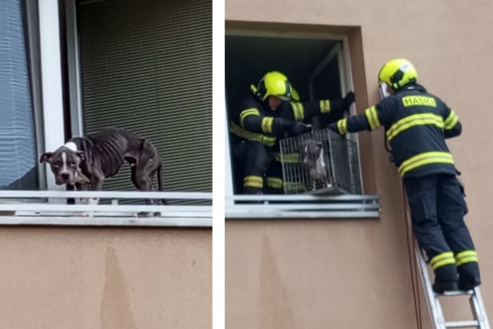 Ilustračný obrázok k článku NECHUTNÝ prípad týrania! Na kosť vychudnutý psík stál na parapete, zachránili ho hasiči