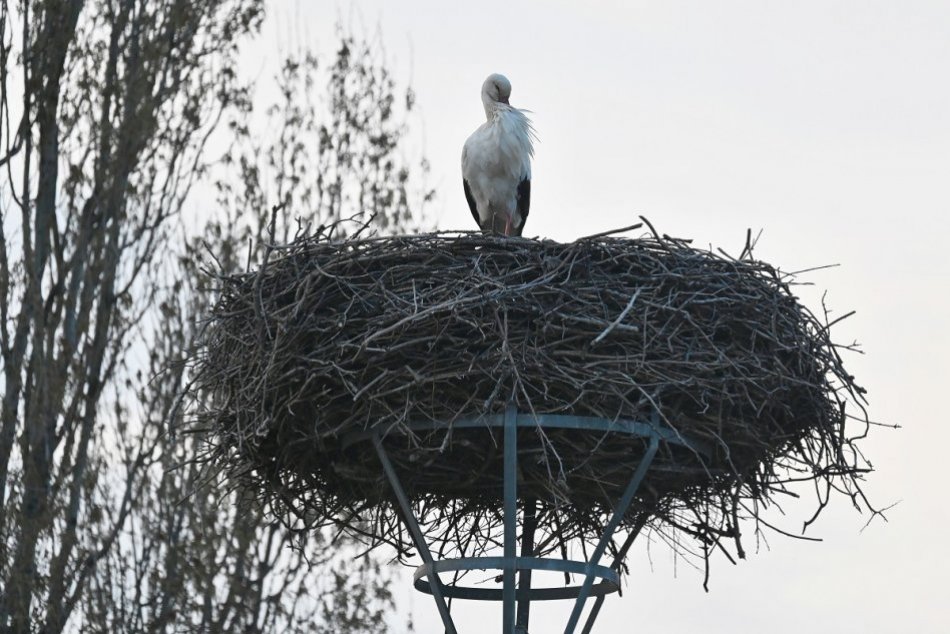 Ilustračný obrázok k článku Prvé bociany prilietajú: Hniezda zapĺňajú v Trnave aj v okolitých obciach, FOTO