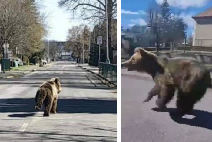 Ilustračný obrázok k článku Medveď v Liptovskom Mikuláši ZRANIL 5 ľudí: Stále ho nenašli, v teréne sú hliadky