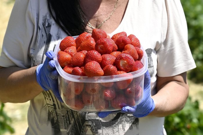 Illustrative picture for the article Strawberries ripened RECORD early: Extremely popular SELF-PICKING is starting in Slovakia